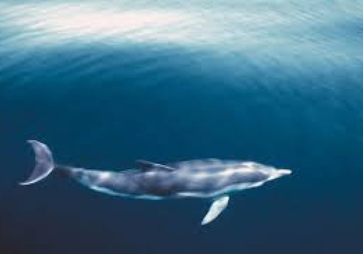 RESEARCH HAS ENDED: Whale founded in Adriatic sea, 15 meters long 