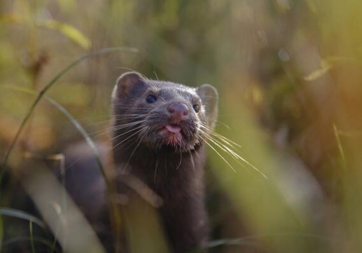 Millions of mink to be culled after passing COVID mutation to humans